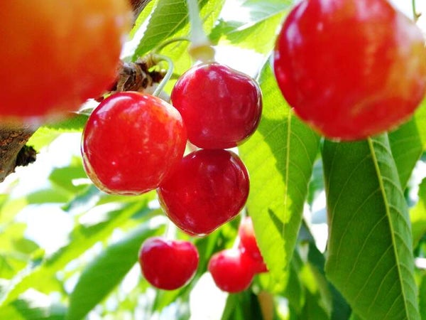 【白河・須賀川・郡山エリア発】 甘さにめろめろメロン&気分サクサクさくらんぼミステリー2026(日帰り)1